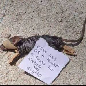 Meet your Posher, Violeta